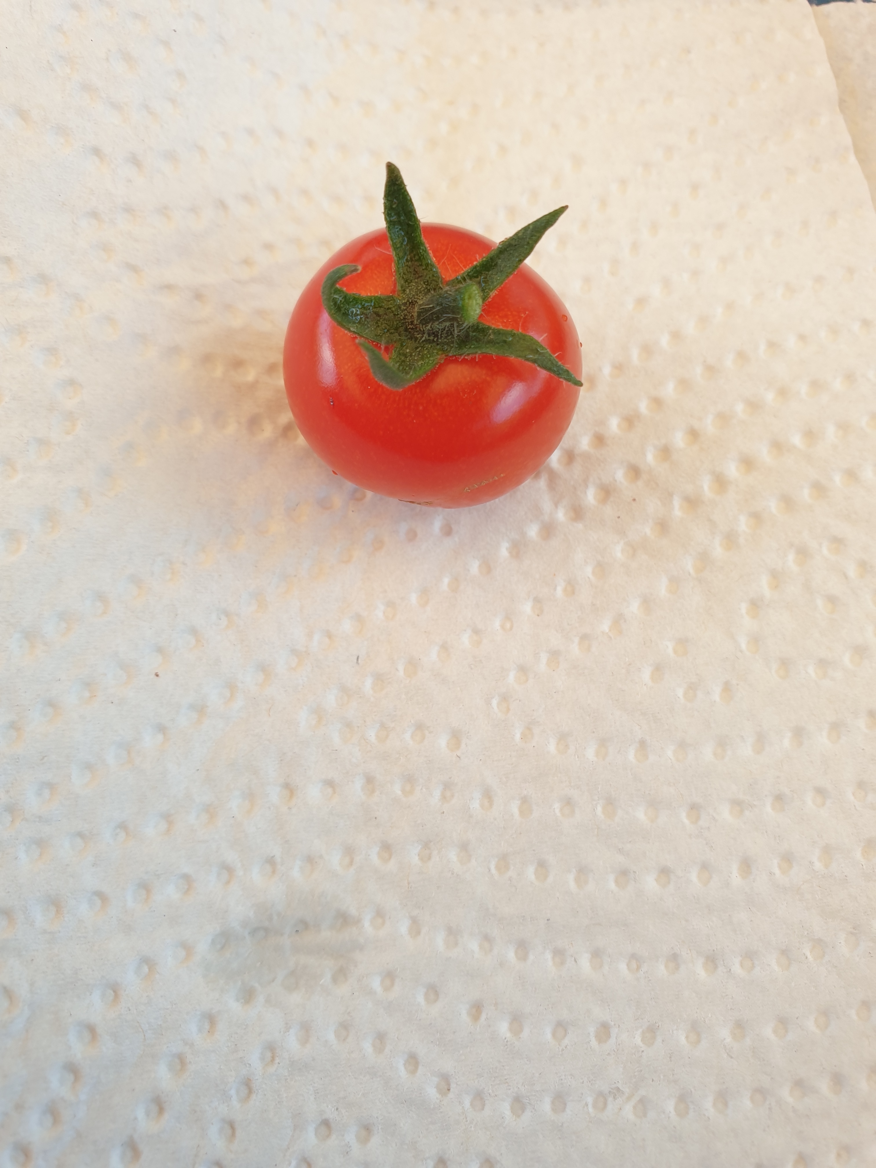 Årets första tomat 210710