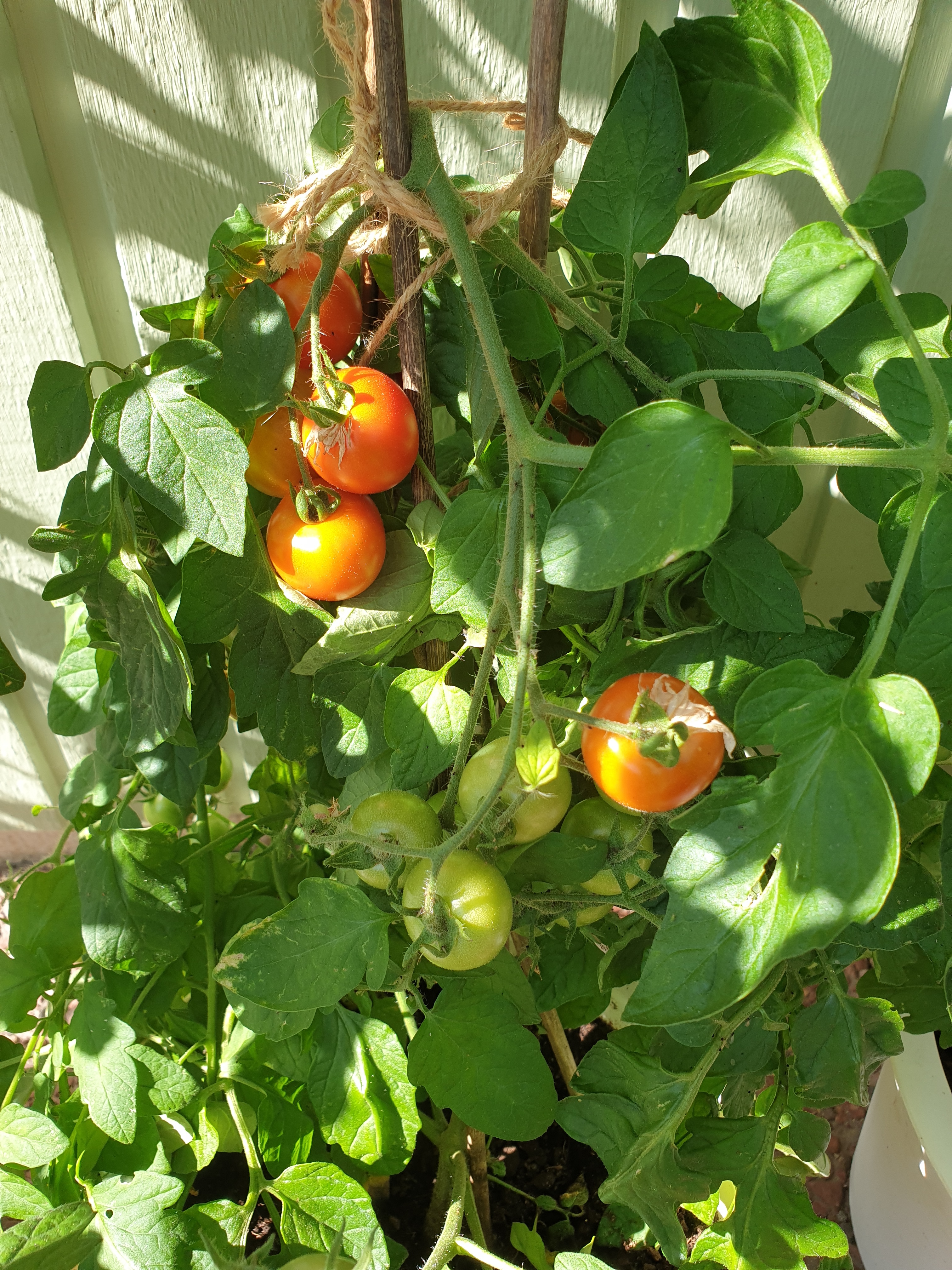 Några tomater 210716