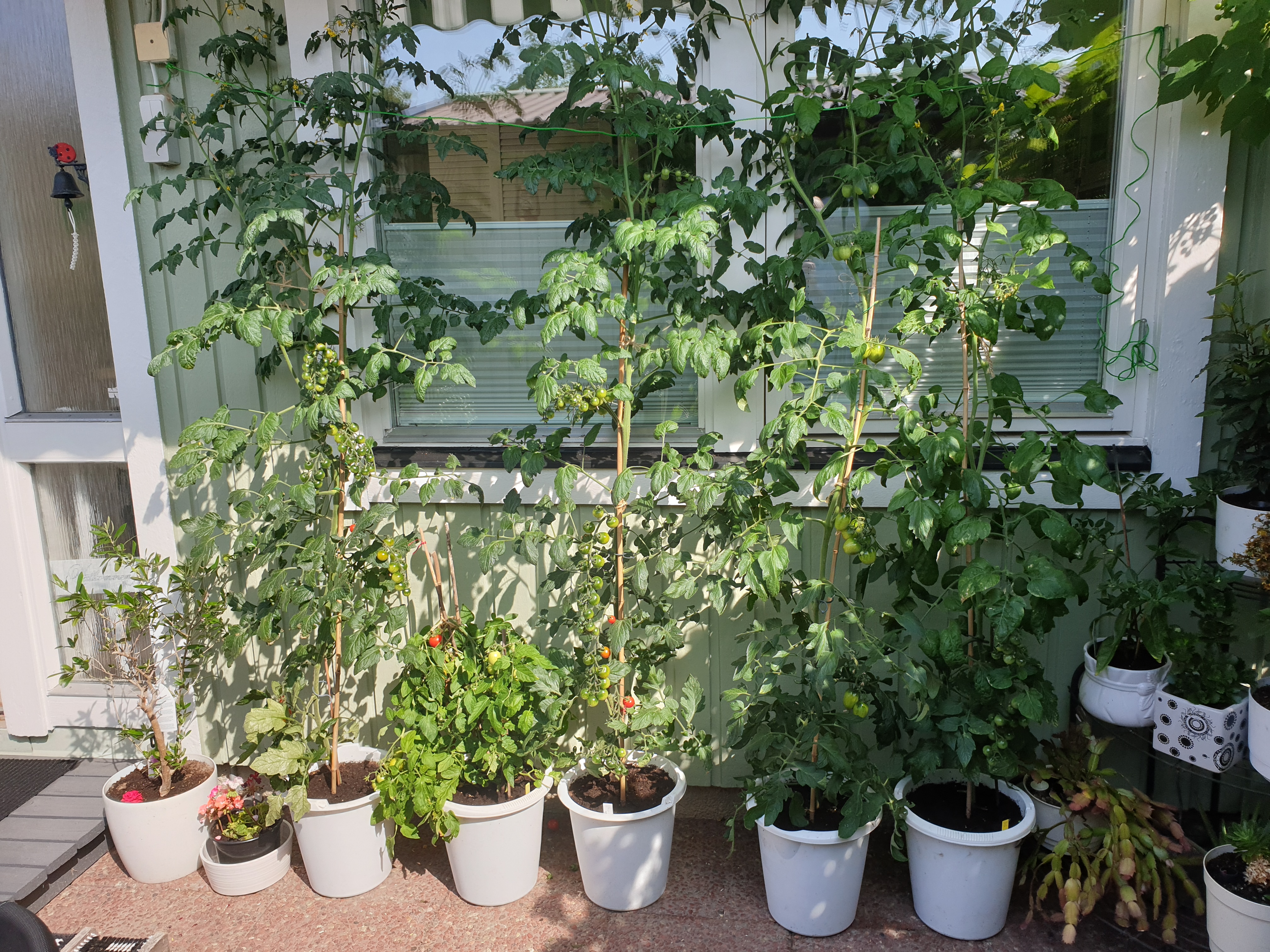 Tomaterna 210724