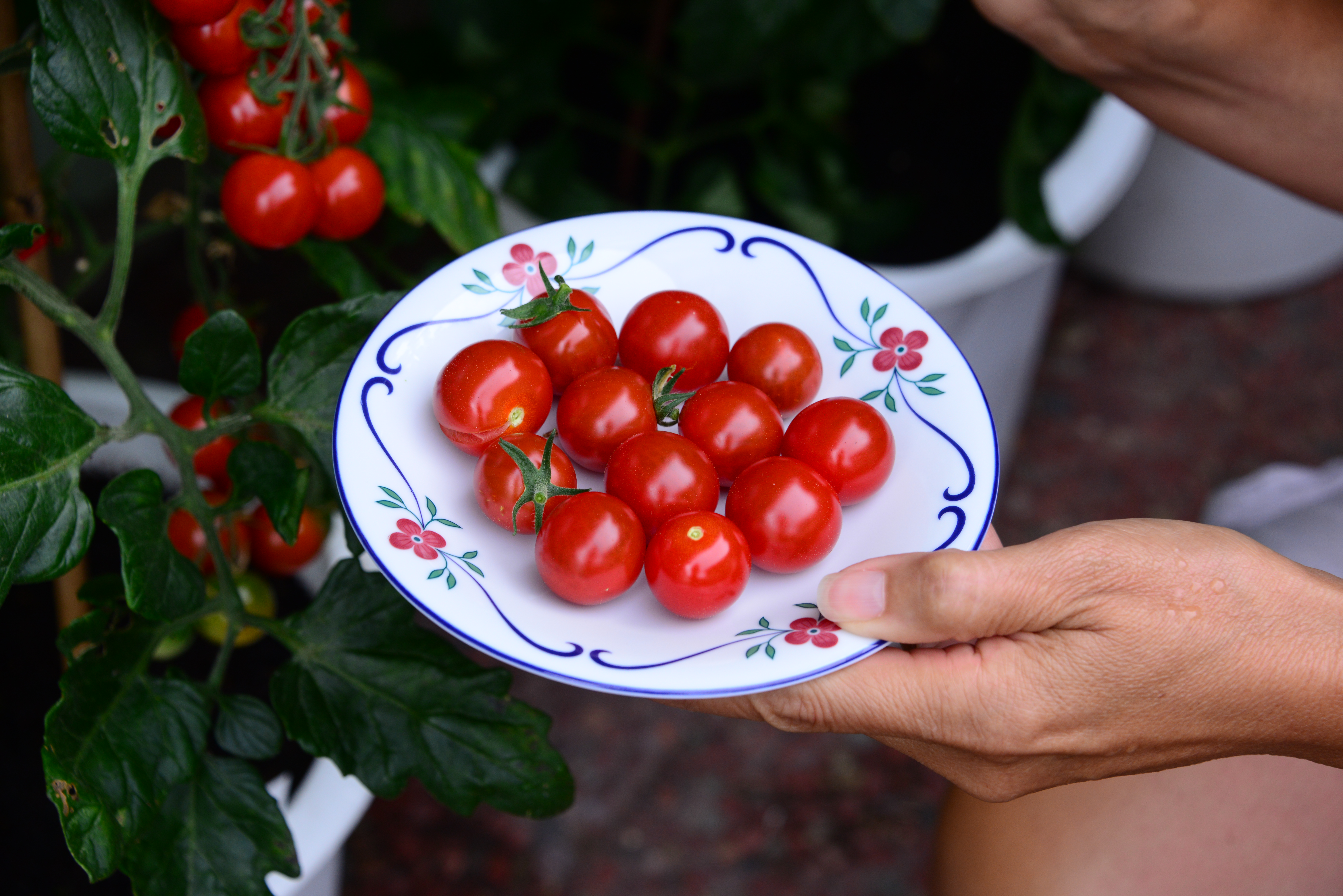 Tomatskörd 210808