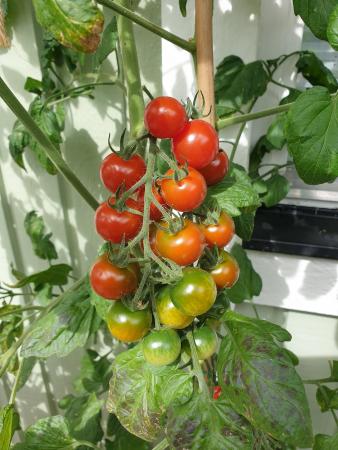 Tomaterna 210815