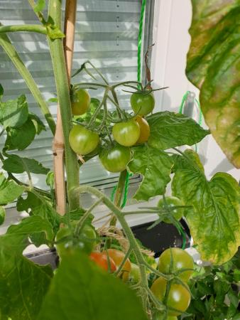 Gröna tomater 210829