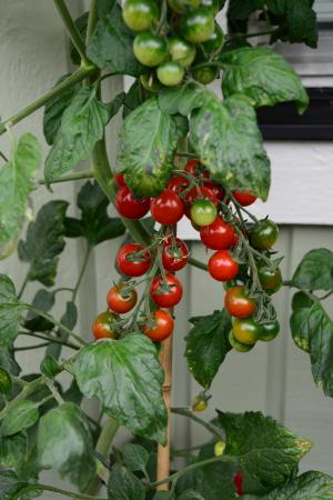Några tomater i närbild 210808